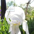 白花鳶尾 白花鳶尾