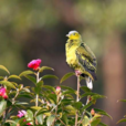 棕頭綠鳩 棕頭綠鳩