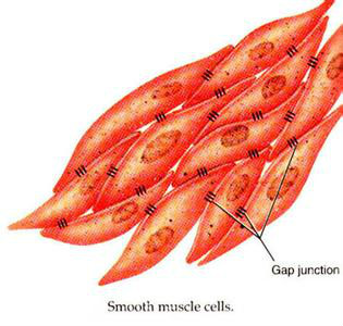 平滑肌細胞