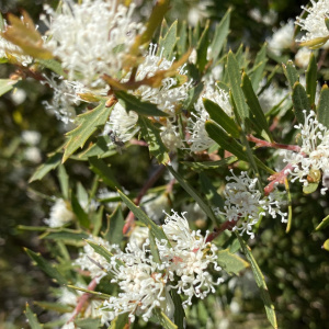 Hakea varia