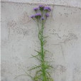 羽葉風毛菊 羽葉風毛菊