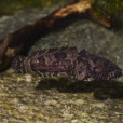 三棘擬蟾魚 三棘擬蟾魚