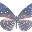 異型紫斑蝶