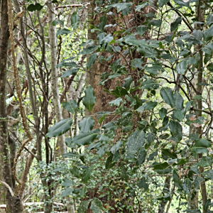 Mischocarpus anodontus