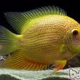 金鳳梨魚 金鳳梨魚