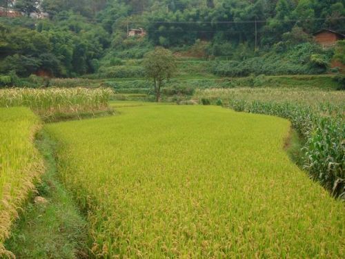 小河邊村(雲南昆明五華區廠口鄉下轄村) 小河邊村(雲南昆明五華區廠口鄉下轄村)