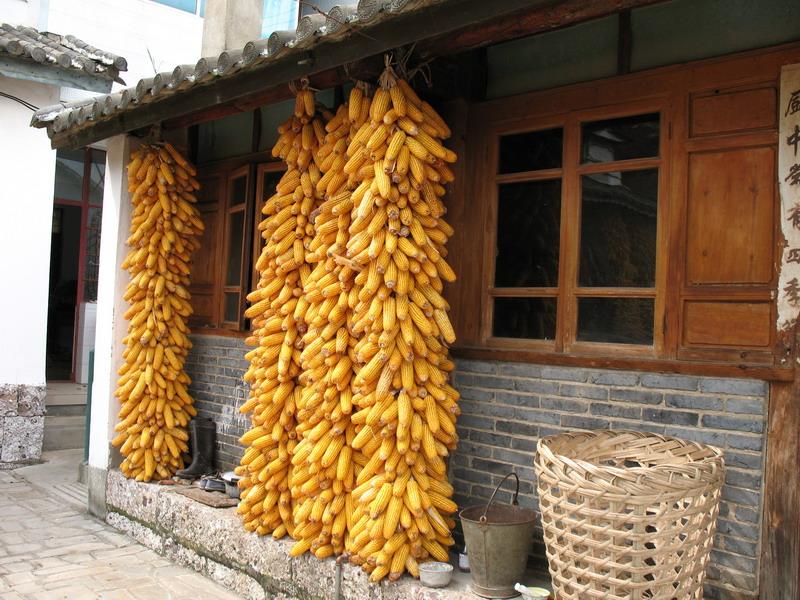 上仁里村農村經濟-玉米
