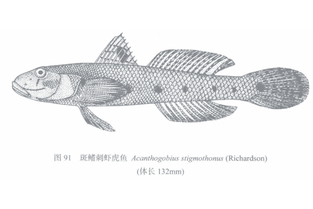 斑鰭刺蝦虎魚 斑鰭刺蝦虎魚