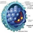 HBsAg攜帶者 HBsAg攜帶者