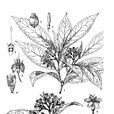 嶺羅麥 嶺羅麥