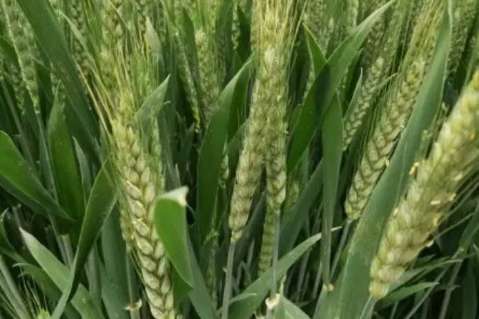 華育989 華育989