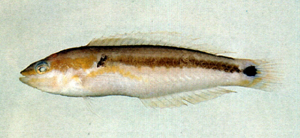頸斑尖豬魚