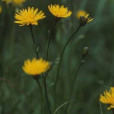 新疆山柳菊 新疆山柳菊