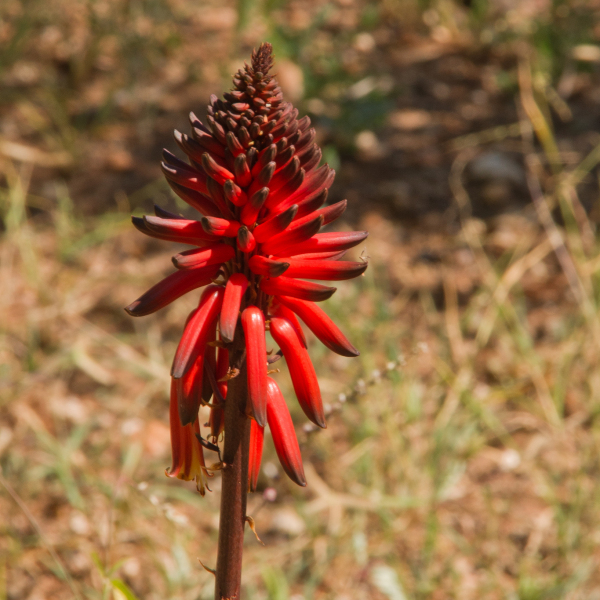 Aloe ukambensis