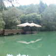 苔子灣村 苔子灣村