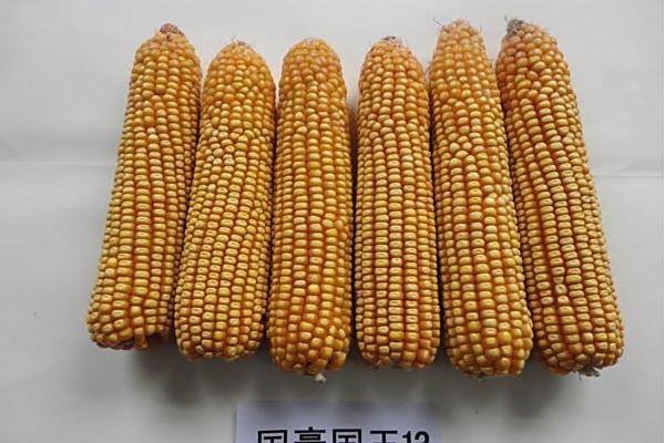 國豪玉13 國豪玉13