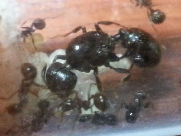 工匠收穫蟻的蟻后、工蟻與卵幼