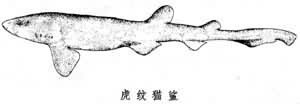 虎紋貓鯊