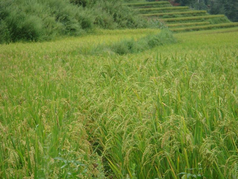 唐家田村-水稻種植