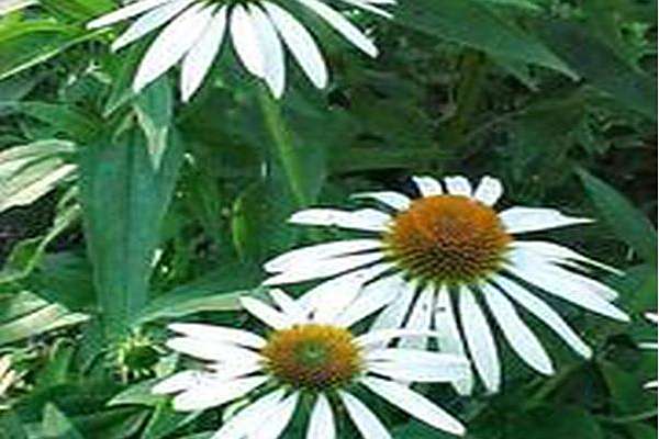 Echinacea purpurea \x27Cygnet White\x27