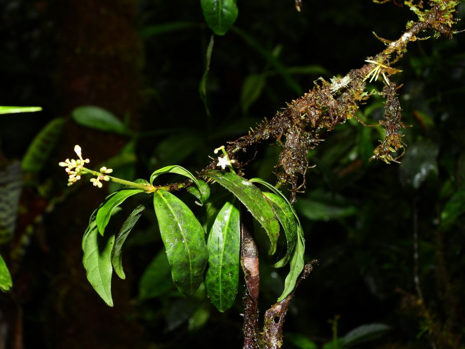 Psychotria antenniformis