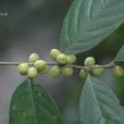 禾串樹 禾串樹
