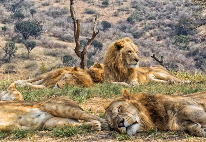 同為大型貓科，為什麼獅子是群居，老虎是獨居？