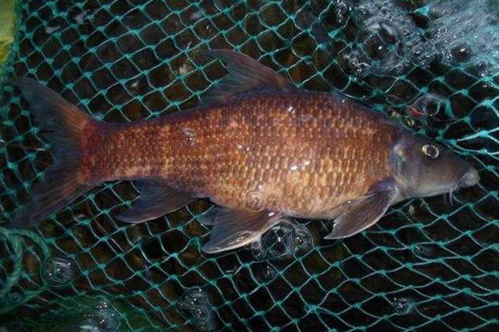 卷口魚屬 卷口魚屬