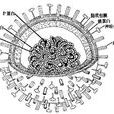 嵌合病毒 嵌合病毒