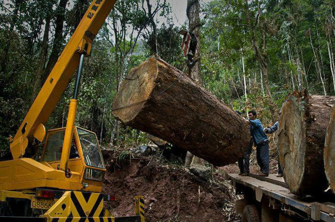 緬北中國伐木工案