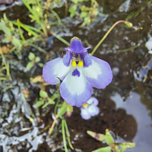 Lindernia brachyphylla