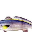 短頜寶刀魚 短頜寶刀魚