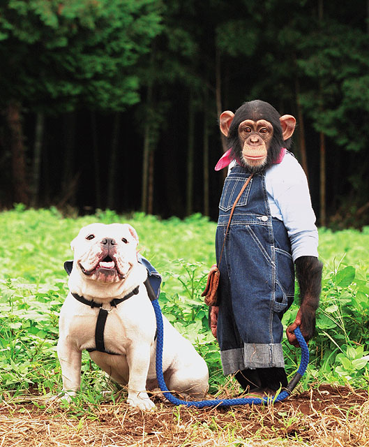 黑猩猩小龐和牛頭犬詹姆斯