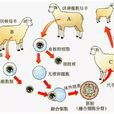 克隆(無性繁殖技術) 克隆(無性繁殖技術)