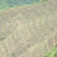咪霞村 咪霞村