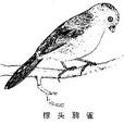 鴉雀屬 鴉雀屬