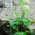 高山芹 高山芹