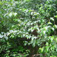 金包銀(冬青科植物) 金包銀(冬青科植物)