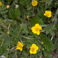 蕨麻(蓮花菜)