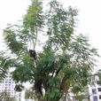 尖葉藍花楹 尖葉藍花楹