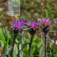 高山風毛菊 高山風毛菊