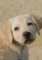 實習警犬物語