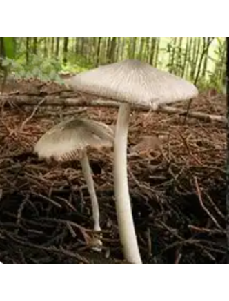 小裂蓋草菇 小裂蓋草菇