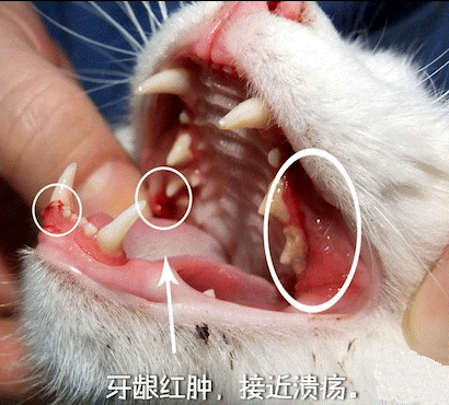 貓牙周炎