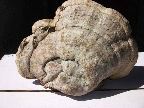 撕裂臥孔菌