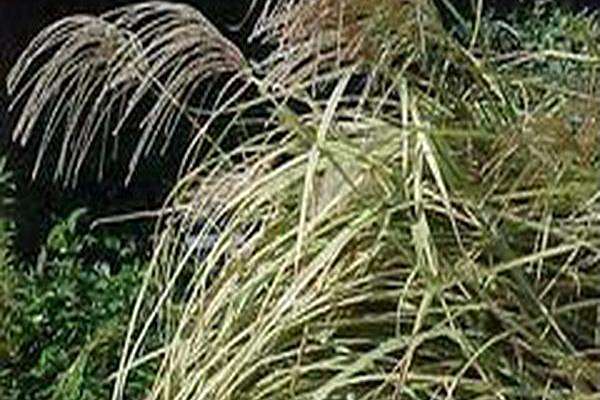 Miscanthus sinensis \x27Variegatus\x27 Miscanthus sinensis \x27Variegatus\x27
