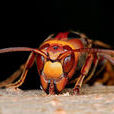 黃腰虎頭蜂