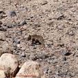 波斯棕熊 波斯棕熊