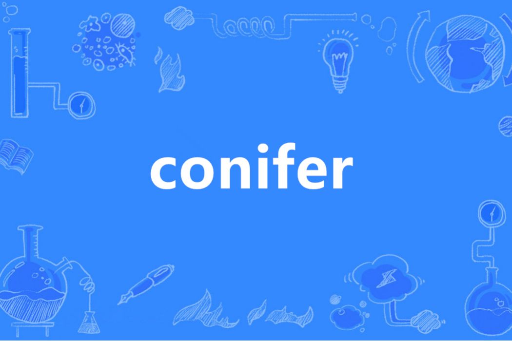 conifer conifer