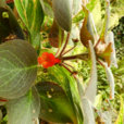 棱瓶花屬 棱瓶花屬